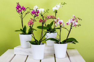 orchids phalaenopsis flower